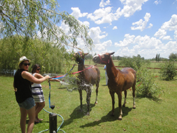 argentina-half-polo-day