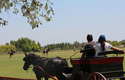 being-a-polo-pro